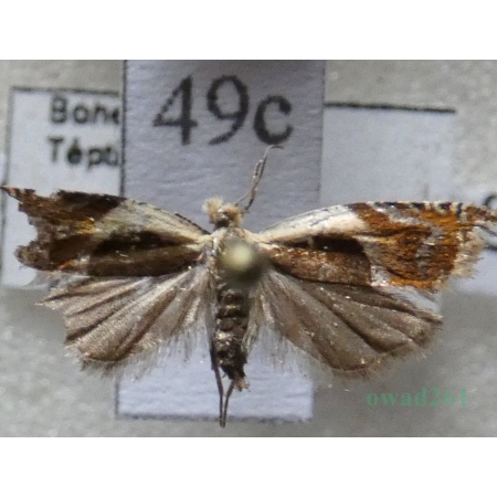 Ancylis badiana (Denis & Schiffermüller, 1775) Czech49c